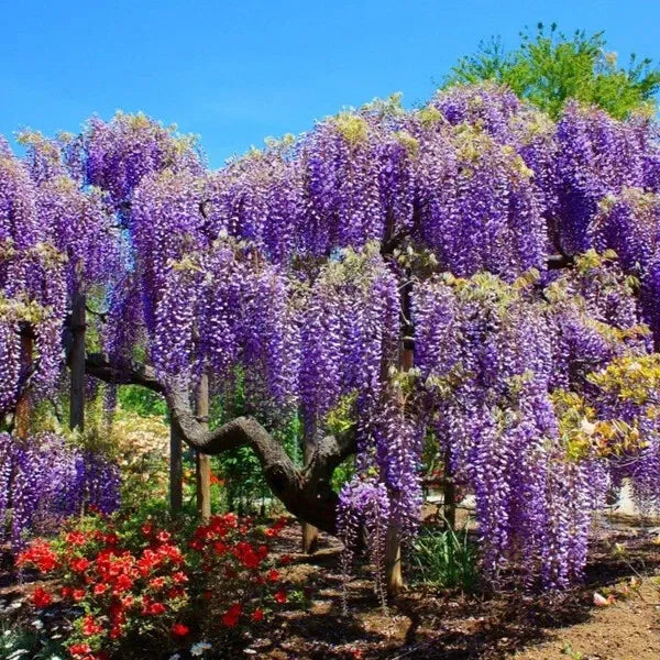 Blue Moon Wisteria Macrostachys Tree~Well Rooted STARTER Plant!