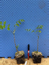 Load image into Gallery viewer, Blue Moon Wisteria Macrostachys Tree~Well Rooted STARTER Plant!