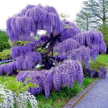 Load image into Gallery viewer, Blue Moon Wisteria Macrostachys Tree~Well Rooted STARTER Plant!