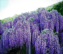 Load image into Gallery viewer, Blue Moon Wisteria Macrostachys Tree~Well Rooted STARTER Plant!