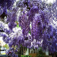 Load image into Gallery viewer, Blue Moon Wisteria Macrostachys Tree~Well Rooted STARTER Plant!