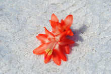 Load image into Gallery viewer, Blushing Belle Cactus/Thanksgiving Cactus SchlumbergeraTruncata Rooted STARTER Plant