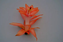 Load image into Gallery viewer, Braiden-Christmas Cactus/Thanksgiving Cactus-Schlumbergera Truncata Rooted STARTER Plant
