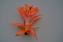 Load image into Gallery viewer, 4" Braiden-Christmas Cactus/Thanksgiving Cactus Schlumbergera Truncata Rooted STARTER Plant