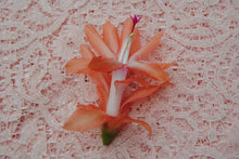 Load image into Gallery viewer, Butterfly Dusky Peach-Christmas Cactus/Thanksgiving Cactus-SchlumbergeraTruncata Rooted STARTER Plant