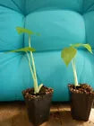 Load image into Gallery viewer, ***CALIDORA*** Elephant Ear Alocasia Live Starter Plant**COLD HARDY**GETS HUGE