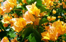 Load image into Gallery viewer, CALIFORNIA GOLD Live Well Rooted Bougainvillea STARTER plant