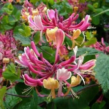 Load image into Gallery viewer, ~CANDY SWIRL~Lonicera Honeysuckle Vine~Rooted Starter Plant ~HUMMINGBIRD HEAVEN!