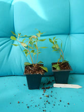 Load image into Gallery viewer, *CANDY CORN**Cuphea Melvilla Starter Plant**Attracts Hummingbirds & Butterflies