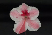 Load image into Gallery viewer, CAVENDISH Azalea/Rhododendron Starter Plant MULTI COLOR PEACHY/PINK BLOOMS