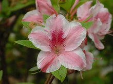 Load image into Gallery viewer, CAVENDISH Azalea/Rhododendron Starter Plant MULTI COLOR PEACHY/PINK BLOOMS