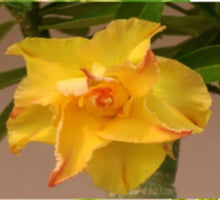 Load image into Gallery viewer, "CC-02"Adenium Obesum Grafted Plant Desert Rose Plant *USA Seller*