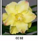 Load image into Gallery viewer, "CC-02"Adenium Obesum Grafted Plant Desert Rose Plant *USA Seller*