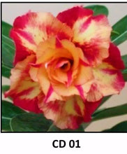 Load image into Gallery viewer, "CD-01" Adenium Obesum Grafted Plant Desert Rose Plant *USA Grown*
