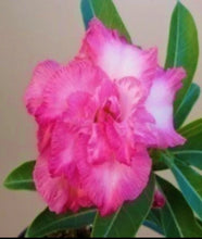 Load image into Gallery viewer, CD-11 Adenium Obesum Grafted Plant Desert Rose Plant *USA Seller*
