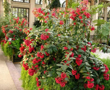 Load image into Gallery viewer, **CESTRUM NEWELLII RED** AKA Hummingbird Plant or Red Jasmine**Starter Plant