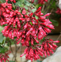 Load image into Gallery viewer, **CESTRUM NEWELLII RED** AKA Hummingbird Plant or Red Jasmine**Starter Plant