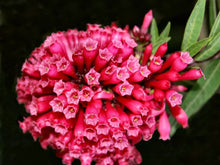 Load image into Gallery viewer, **CESTRUM NEWELLII RED** AKA Hummingbird Plant or Red Jasmine**Starter Plant