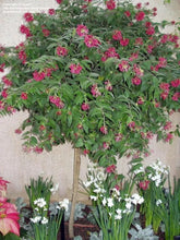 Load image into Gallery viewer, **CESTRUM NEWELLII RED** AKA Hummingbird Plant or Red Jasmine**Starter Plant