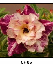 Load image into Gallery viewer, CF-05 Adenium Obesum Grafted Plant Desert Rose Plant *USA Seller*