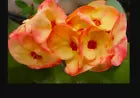 Load image into Gallery viewer, CHAN SONGLAH**Crown Of Thorns-Euphorbia Milii*CHRIST PLANT* SMALL ROOTED STARTER PLANT