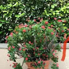 Load image into Gallery viewer, LAI KANOK**Crown Of Thorns-Euphorbia Milii*CHRIST PLANT* SMALL ROOTED STARTER PLANT