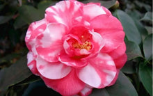 Load image into Gallery viewer, **CHARLEAN VAREIGATED**Camellia Japonica-Starter Plant GORGEOUS BI COLOR BLOOMS