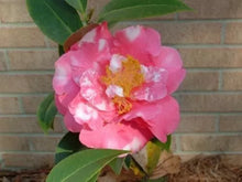 Load image into Gallery viewer, **CHARLEAN VAREIGATED**Camellia Japonica-Starter Plant GORGEOUS BI COLOR BLOOMS