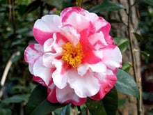 Load image into Gallery viewer, **CHARLEAN VAREIGATED**Camellia Japonica-Starter Plant GORGEOUS BI COLOR BLOOMS