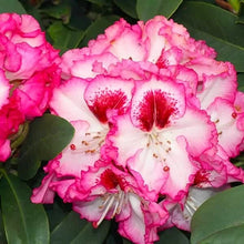 Load image into Gallery viewer, Cherry Cheesecake--Rhododendron~Rooted STARTER Plant