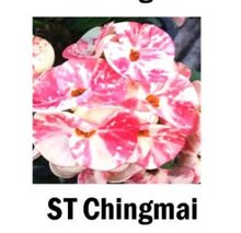 Load image into Gallery viewer, CHINGMAI**Crown Of Thorns-Euphorbia Milii CHRIST PLANT SMALL ROOTED STARTER PLANT