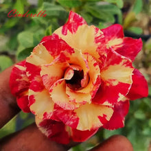 Load image into Gallery viewer, CINDERELLA Desert Rose Adenium Obesum SMALL Rooted Seedling Plant