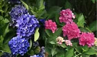 Load image into Gallery viewer, ~~CITYLINE VENICE~~Hydrangea Starter Plant~~DEEP BLUE, LIGHT PINK TO DEEP PINK~~