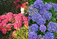 Load image into Gallery viewer, ~~CITYLINE VENICE~~Hydrangea Starter Plant~~DEEP BLUE, LIGHT PINK TO DEEP PINK~~