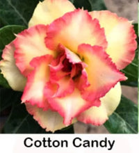 Load image into Gallery viewer, COTTON CANDY Adenium Obesum Grafted Desert Rose Plant