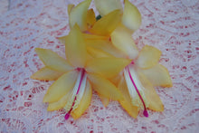 Load image into Gallery viewer, 4" Cambridge Christmas Cactus/Thanksgiving Cactus SchlumbergeraTruncata Rooted STARTER Plant