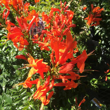 Load image into Gallery viewer, **Cape Honeysuckle**Tecomaria Capensis**STARTER PLANT**Birds & Butterfly Love It