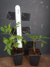 Load image into Gallery viewer, **Cape Honeysuckle**Tecomaria Capensis**STARTER PLANT**Birds & Butterfly Love It