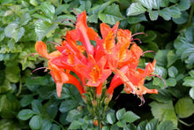 Load image into Gallery viewer, **Cape Honeysuckle**Tecomaria Capensis**STARTER PLANT**Birds & Butterfly Love It