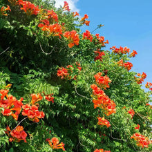 Load image into Gallery viewer, **Cape Honeysuckle**Tecomaria Capensis**STARTER PLANT**Birds & Butterfly Love It