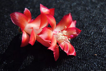 Load image into Gallery viewer, Carmesim Brazil-Christmas Cactus/Thanksgiving Cactus-SchlumbergeraTruncata Rooted STARTER Plant