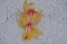 Load image into Gallery viewer, Cebeline Christmas Cactus/Thanksgiving Cactus SchlumbergeraTruncata Rooted STARTER Plant