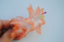 Load image into Gallery viewer, Chinese Dragon Cactus/Thanksgiving Cactus Schlumbergera Truncata Rooted STARTER Plant