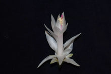 Load image into Gallery viewer, Christie Goodfellow Christmas Cactus/Thanksgiving Cactus Schlumbergera Truncata Rooted STARTER Plant