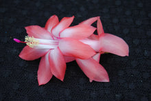 Load image into Gallery viewer, 4" Coral Cascade Cactus/Thanksgiving Cactus Schlumbergera Truncata Rooted STARTER Pant