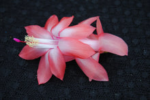 Load image into Gallery viewer, Coral Cascadet Christmas Cactus/Thanksgiving Cactus Schlumbergera Truncata Rooted STARTER Plant