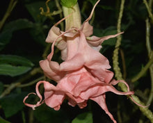 Load image into Gallery viewer, DALENS AMOUR--Brugmansia Angels Trumpet--Rooted STARTER Plant