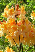 Load image into Gallery viewer, DANCING RABBIT Aromi Azalea/Rhododendron Deciduous SMALL Starter Plant (DORMANT!)