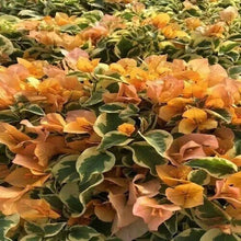 Load image into Gallery viewer, DELTA DAWN Live Well Rooted Bougainvillea STARTER plant