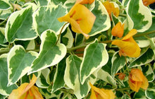 Load image into Gallery viewer, DELTA DAWN Live Well Rooted Bougainvillea STARTER plant